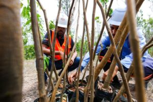 BYD inicia plantio de 40 mil mudas em área próxima à fábrica em Camaçari (Foto: Divulgação/BYD)